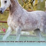 arabian_capital_cities_edited