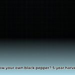 black_pepper_seeds_edited