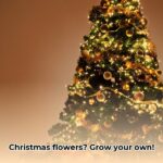 christmas_flower_plant_edited