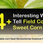 corn_feed_edited
