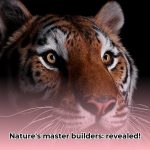 Animal_Architects__The_Most_Complex_Structures_Built_by_Non_Humans_edited