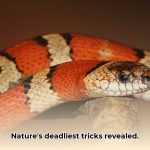 Deceptive_Masters__Animals_That_Use_Mimicry_for_Attack_edited