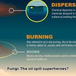 Mycoremediation__Using_Fungi_to_Clean_Up_Oil_Spills_and_Pollution_edited