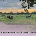 Rewilding_Projects__Bringing_Back_Wolves_and_Bison_to_Restore_Nature_edited