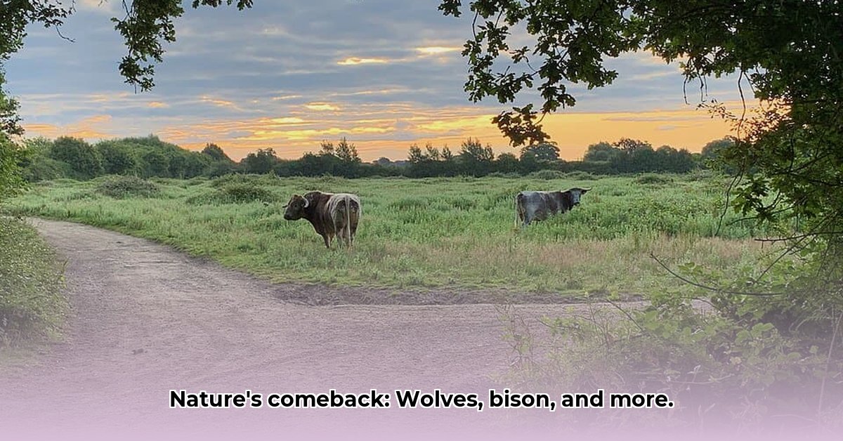 Rewilding Projects Bringing Back Wolves and Bison to Restore Nature edited