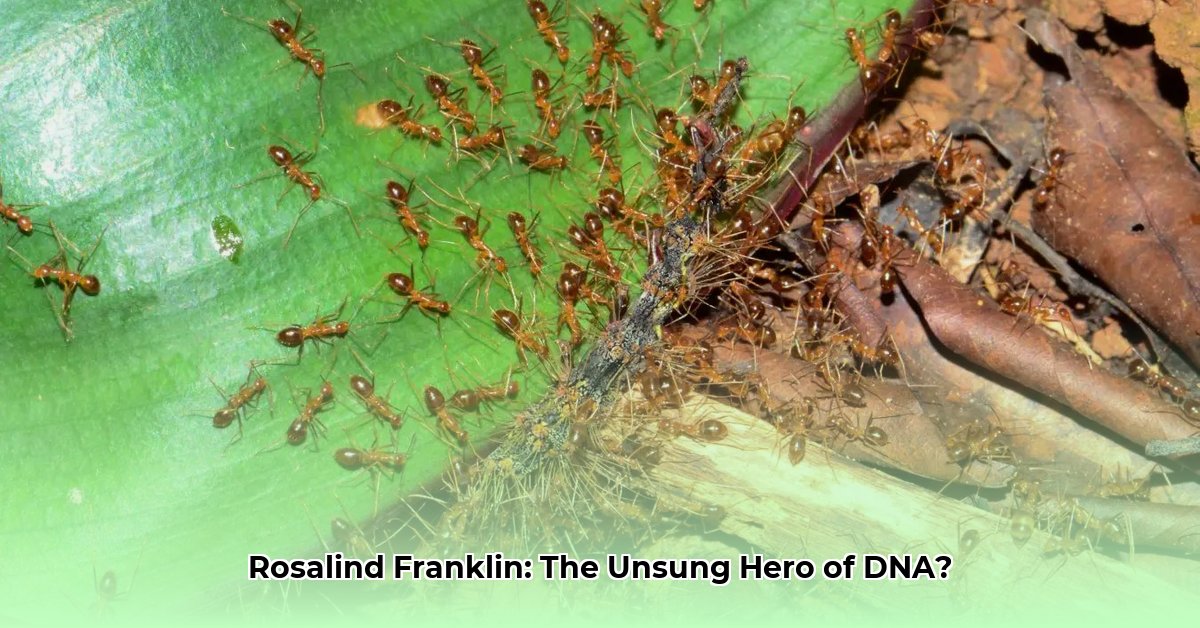 Rosalind Franklin The Uncredited Pioneer Behind the Discovery of DNA s Structure edited
