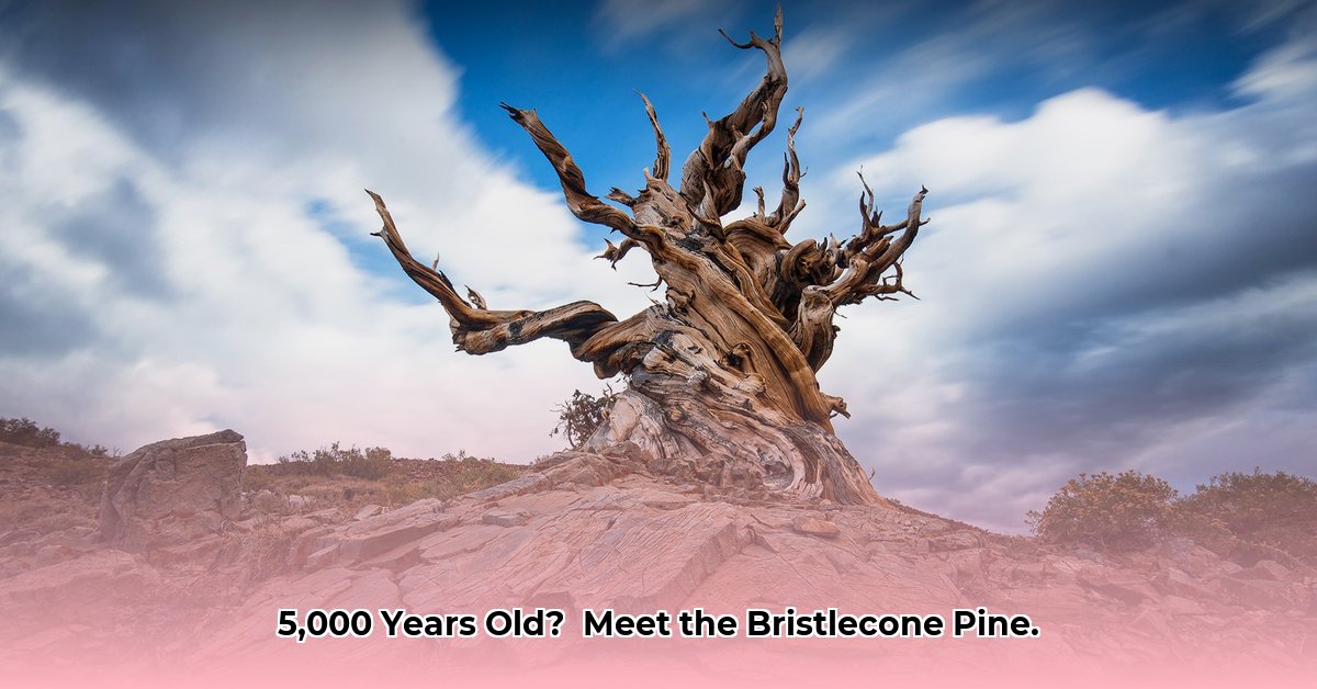 The Bristlecone Pine The Oldest Living Organisms on Earth edited