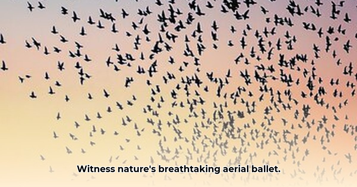 The Murmuration of Starlings The Mesmerizing Physics of a Flock in Flight edited